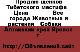 Продаю щенков Тибетского мастифа › Цена ­ 45 000 - Все города Животные и растения » Собаки   . Алтайский край,Яровое г.